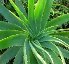aloe.jpg